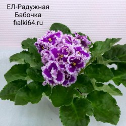 ЕЛ-Радужная Бабочка (Еремено)